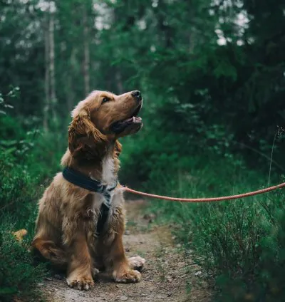 Bộ sưu tập hình ảnh động vật tuyệt đẹp